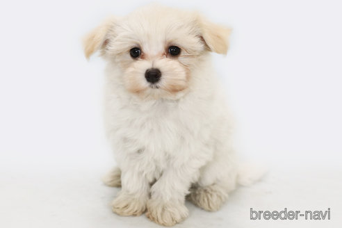 成約済の神奈川県のミックス犬-313793の1枚目